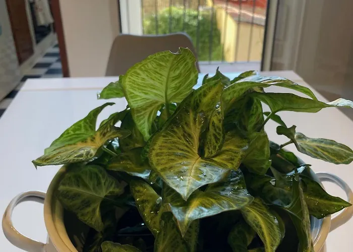 Michelangiolo Apartment